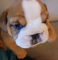 "Pretty Girl Fiona", a female English Bulldog for sale in Chattahoochee Hills, GA – 8 of 10