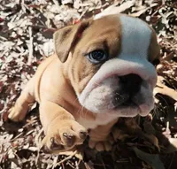 "Pretty Girl Fiona", a female English Bulldog for sale in Chattahoochee Hills, GA – 5 of 10