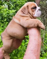 "Pretty Girl Fiona", a female English Bulldog for sale in Chattahoochee Hills, GA – 2 of 10