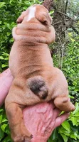 "Pretty Girl Fiona", a female English Bulldog for sale in Chattahoochee Hills, GA – 4 of 10