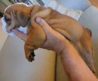 "Pretty Girl Fiona", a female English Bulldog for sale in Chattahoochee Hills, GA – 9 of 10