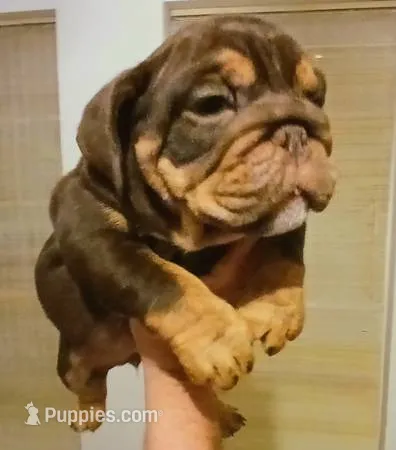 OUR "CHOCOLATE PRINCESS" IXCACAO – English Bulldog puppy for sale in Chattahoochee Hills, GA