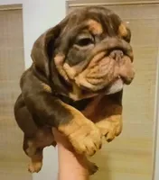OUR "CHOCOLATE PRINCESS" IXCACAO, a female English Bulldog for sale in Chattahoochee Hills, GA – 1 of 5