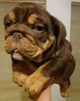 OUR "CHOCOLATE PRINCESS" IXCACAO, a female English Bulldog for sale in Chattahoochee Hills, GA – 3 of 5