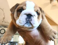 "Pretty Girl Fiona", a female English Bulldog for sale in Chattahoochee Hills, GA – 7 of 10