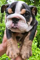 HERCULES, a male English Bulldog for sale in Chattahoochee Hills, GA – 4 of 5