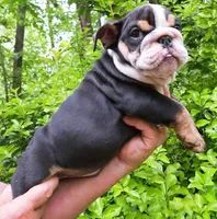 HERCULES, a male English Bulldog for sale in Chattahoochee Hills, GA – 1 of 5