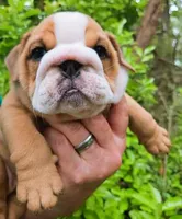 "Pretty Girl Fiona", a female English Bulldog for sale in Chattahoochee Hills, GA – 3 of 10