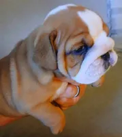"Pretty Girl Fiona", a female English Bulldog for sale in Chattahoochee Hills, GA – 10 of 10