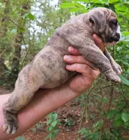 Bonitas Lil Dutchess, a  English Bulldog for sale in Chattahoochee Hills, GA – 3 of 6