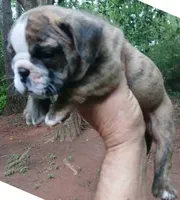 Bonitas Lil Dutchess, a  English Bulldog for sale in Chattahoochee Hills, GA – 5 of 6