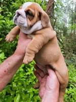 "Pretty Girl Fiona", a female English Bulldog for sale in Chattahoochee Hills, GA – 6 of 10