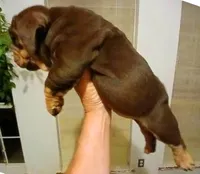 OUR "CHOCOLATE PRINCESS" IXCACAO, a female English Bulldog for sale in Chattahoochee Hills, GA – 2 of 5