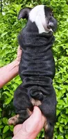 HERCULES, a male English Bulldog for sale in Chattahoochee Hills, GA – 2 of 5
