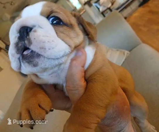 "Pretty Girl Fiona" – English Bulldog puppy for sale in Chattahoochee Hills, GA