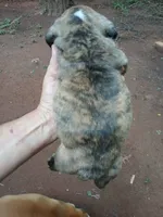 Bonitas Lil Dutchess, a  English Bulldog for sale in Chattahoochee Hills, GA – 6 of 6