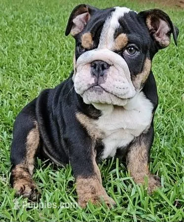 LIL; HERCULES – English Bulldog puppy for sale in Chattahoochee Hills, GA