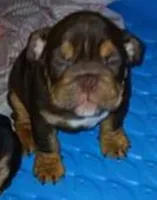 OUR "CHOCOLATE PRINCESS" IXCACAO, a female English Bulldog for sale in Chattahoochee Hills, GA – 5 of 5