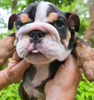 HERCULES, a male English Bulldog for sale in Chattahoochee Hills, GA – 3 of 5