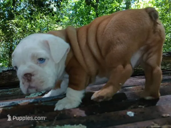 "PRETTY BOY" – English Bulldog puppy for sale in Chattahoochee Hills, GA