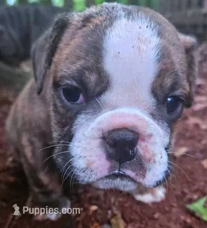 Bonitas Lil Dutchess – English Bulldog puppy for sale in Chattahoochee Hills, GA