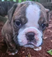 Bonitas Lil Dutchess, a  English Bulldog for sale in Chattahoochee Hills, GA – 1 of 6