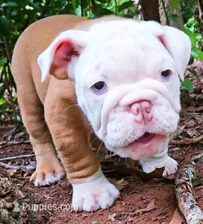 "PRETTY BOY" – English Bulldog puppy for sale in Chattahoochee Hills, GA