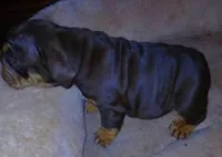 OUR "CHOCOLATE PRINCESS" IXCACAO, a female English Bulldog for sale in Chattahoochee Hills, GA – 4 of 5