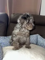 Goofy, a male Poodle - Miniature  for sale in Newman, CA – 4 of 4