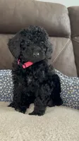 Bella, a female Poodle - Miniature  for sale in Newman, CA – 4 of 4