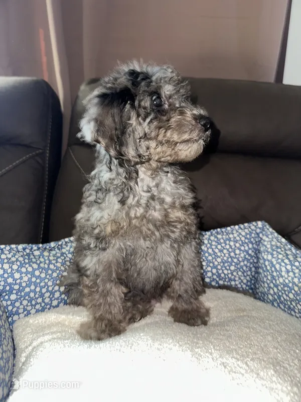 Goofy – Poodle - Miniature  puppy for sale in Newman, CA