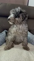 Goofy, a male Poodle - Miniature  for sale in Newman, CA – 2 of 4