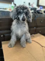 Marble, a male Poodle - Miniature  for sale in Newman, CA – 4 of 4