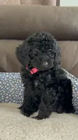 Bella, a female Poodle - Miniature  for sale in Newman, CA – 3 of 4