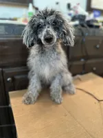 Marble, a male Poodle - Miniature  for sale in Newman, CA – 2 of 4