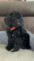 Bella, a female Poodle - Miniature  for sale in Newman, CA – 2 of 4