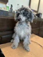Marble, a male Poodle - Miniature  for sale in Newman, CA – 1 of 4