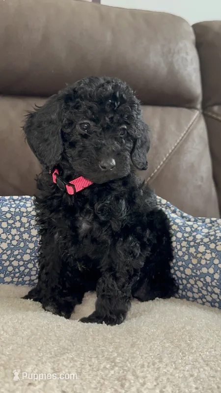 Bella – Poodle - Miniature  puppy for sale in Newman, CA