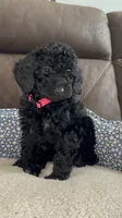 Bella, a female Poodle - Miniature  for sale in Newman, CA – 1 of 4