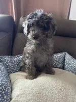 Goofy, a male Poodle - Miniature  for sale in Newman, CA – 3 of 4