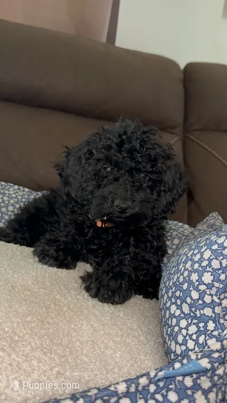 Rocky – Poodle - Miniature  puppy for sale in Newman, CA