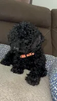 Rocky, a male Poodle - Miniature  for sale in Newman, CA – 2 of 4