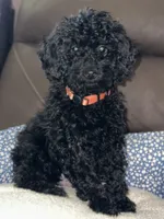Rocky, a male Poodle - Miniature  for sale in Newman, CA – 4 of 4