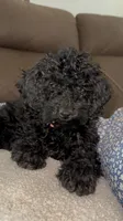 Rocky, a male Poodle - Miniature  for sale in Newman, CA – 3 of 4