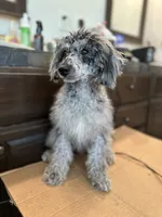 Marble, a male Poodle - Miniature  for sale in Newman, CA – 3 of 4