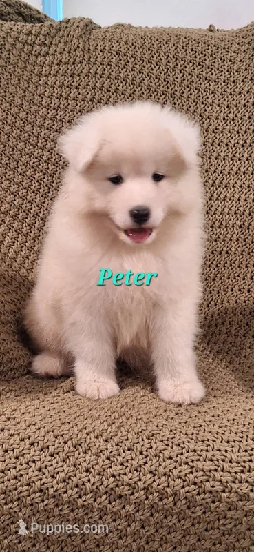 Peter – Samoyed puppy for sale in Narvon, PA