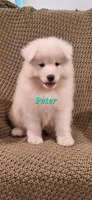 Peter, a male Samoyed for sale in Narvon, PA – 1 of 3