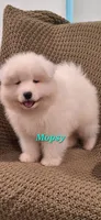 Mopsy, a male Samoyed for sale in Narvon, PA – 2 of 5