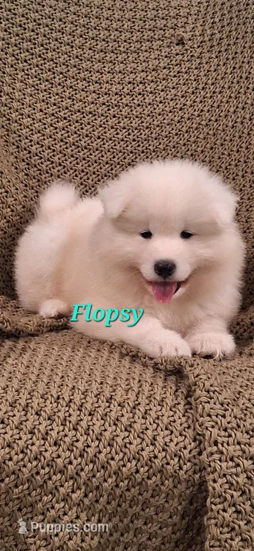Flopsy – Samoyed puppy for sale in Narvon, PA