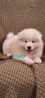 Flopsy, a male Samoyed for sale in Narvon, PA – 1 of 4